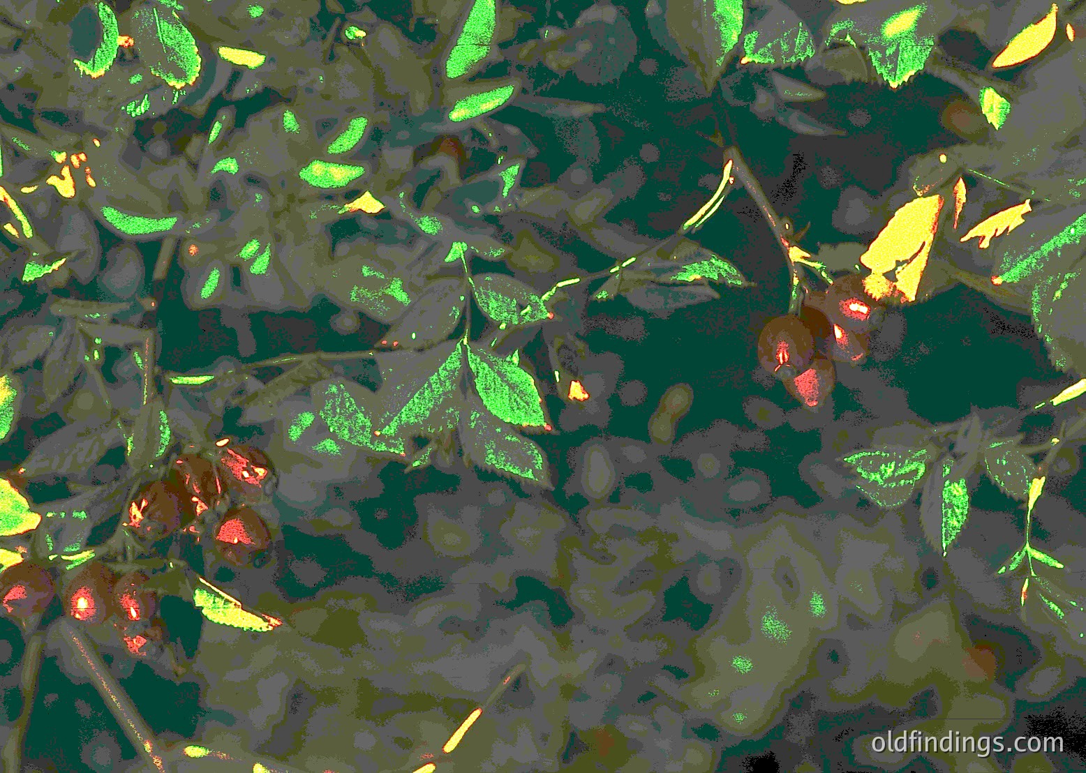 Close-up of autumn foliage with mixed green, yellow, and red leaves reflecting light. Textured surface suggests wet or translucent medium. Ideal for nature, abstract, or botanical studies.