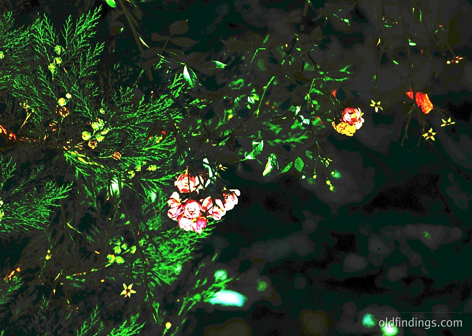 Close-up of aquatic flora: submerged green foliage with pink and yellow blooms, likely water lilies and lotus. Reflections create a mirrored effect on the water’s surface.