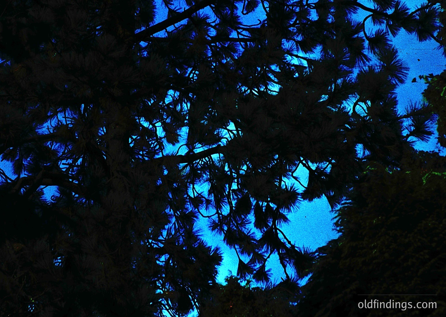 Silhouetted pine branches frame a vivid blue sky, creating striking geometric light patterns. Likely captured during golden hour for dramatic contrast. Ideal for nature, travel, and design inspiration.
