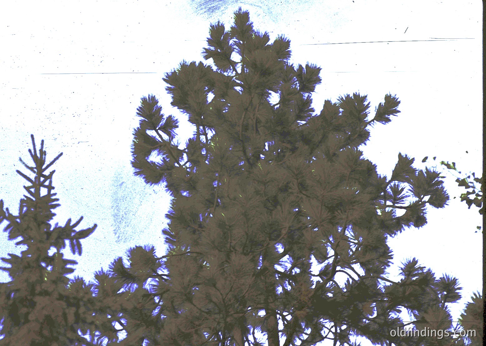 Coniferous forest canopy with dense, needle-like foliage under diffused light. Likely a pine or spruce species. Image appears low-resolution, possibly from an old film scan or early digital capture.