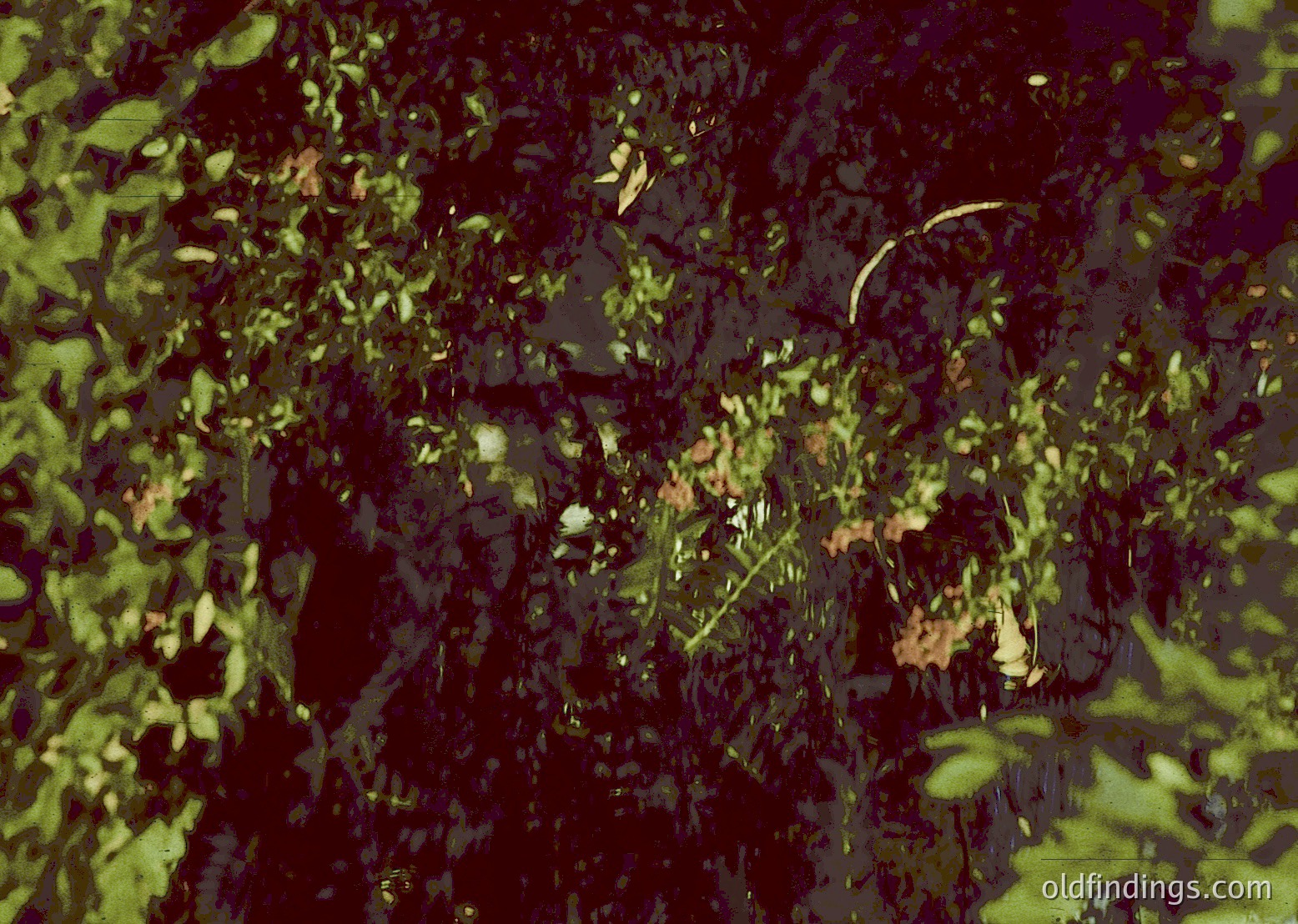Vintage sepia-toned photo of dense, overgrown foliage with blurred human figure partially obscured. Likely mid-20th century nature/forest scene.