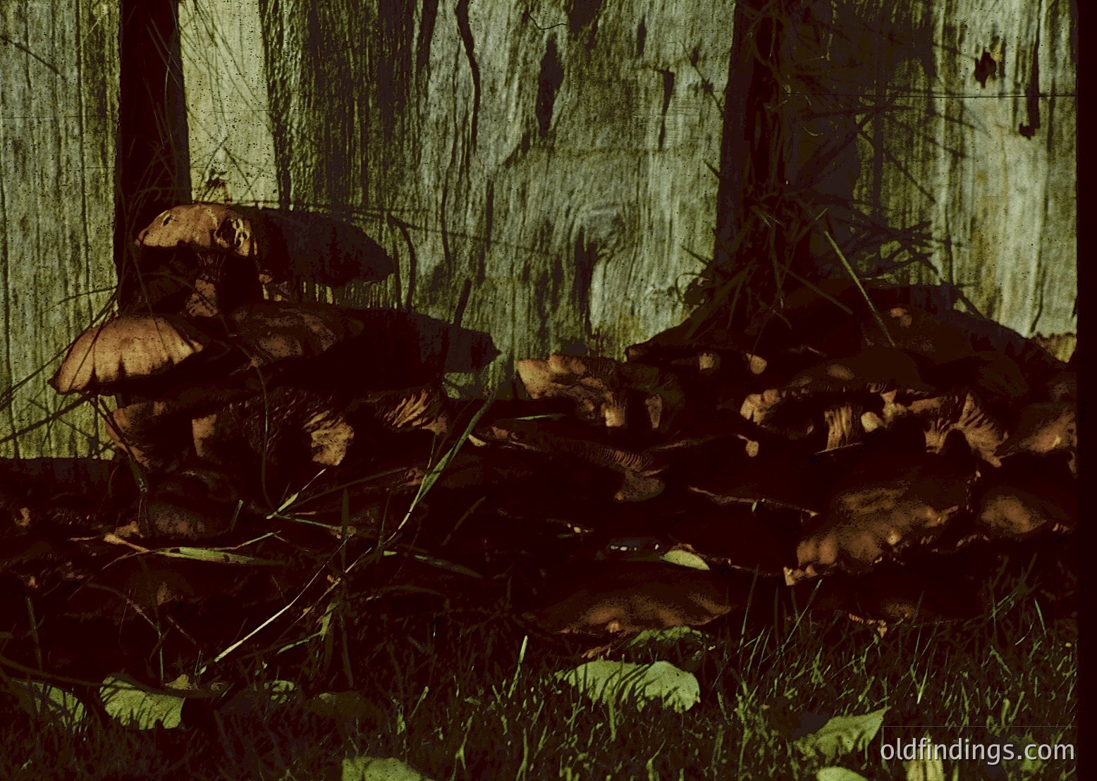 Cluster of mature **chanterelle mushrooms** (*Cantharellus* spp.) growing in dense forest undergrowth. Rich, earthy tones contrast with dappled sunlight filtering through foliage. Likely autumn season due to mature cap texture and color.