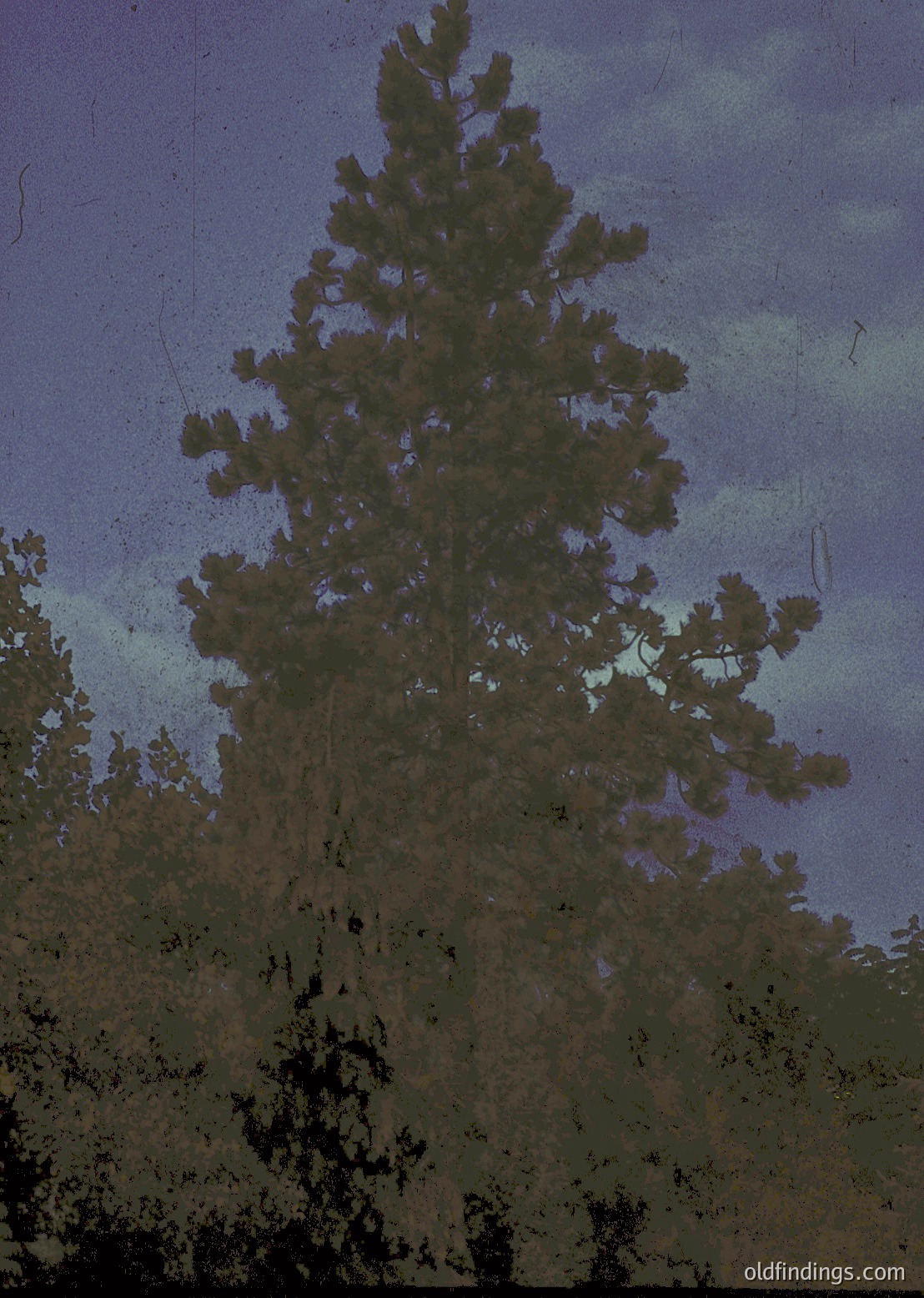 Vintage sepia-toned photograph of a lone evergreen tree against a stormy sky, likely captured on glass negative. The tree’s silhouette dominates the frame, emphasizing its height and dense foliage. The sky’s dramatic clouds suggest early 20th-century photographic techniques. Ideal for historical or artistic references.