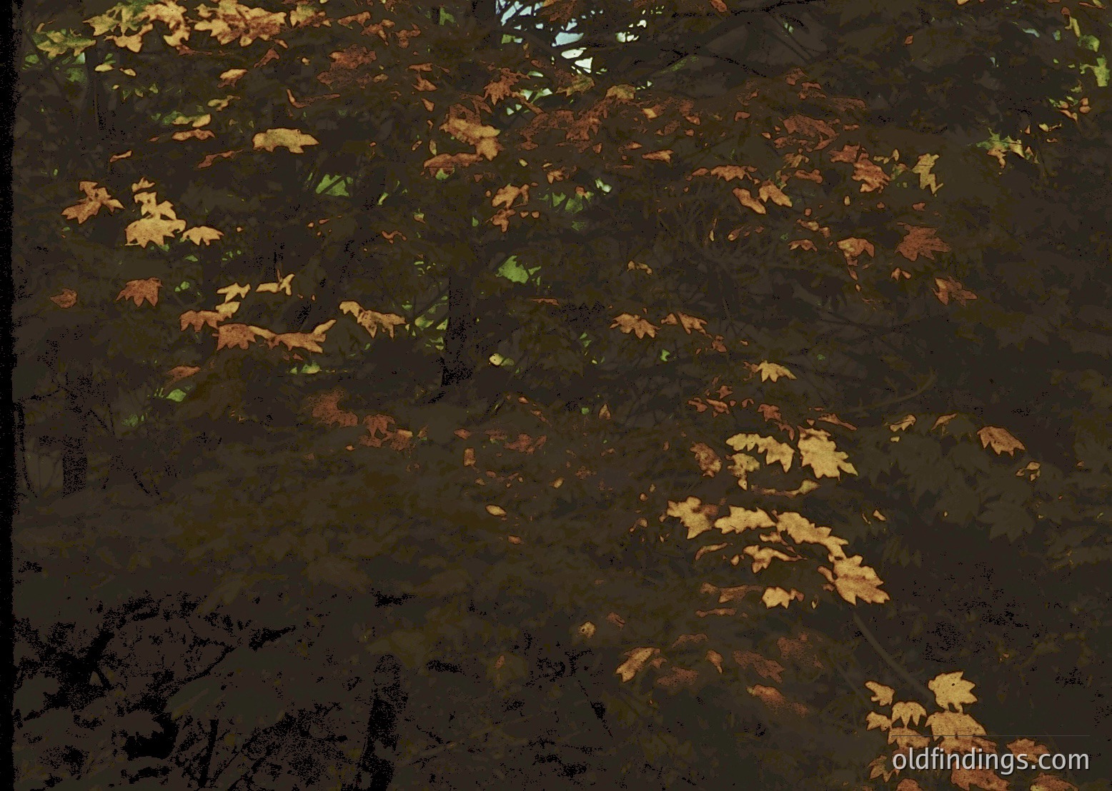 Autumn foliage reflected in dark, shallow water with golden and russet leaves scattered across surface. Natural composition ideal for nature photography and seasonal design references.