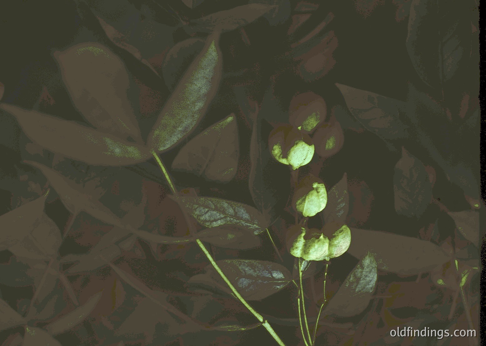 Close-up of a plant with elongated, dark burgundy leaves and small, pale green heart-shaped buds emerging. Contrast highlights new growth against mature foliage, suggesting early spring or late winter. Ideal for botanical studies or nature-inspired design references.