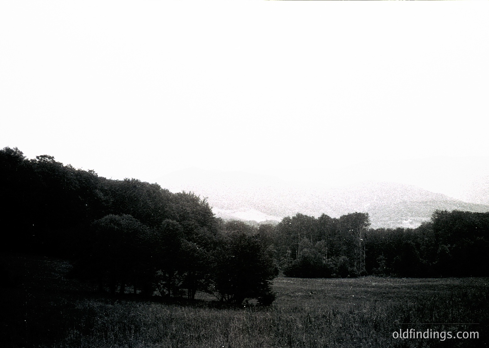 Vintage black-and-white landscape of dense forest meeting open grassland under overcast skies. Low-angle composition highlights rolling hills in the distance. Mid-20th century rural aesthetic, likely European. Ideal for historical research or nostalgic design references.