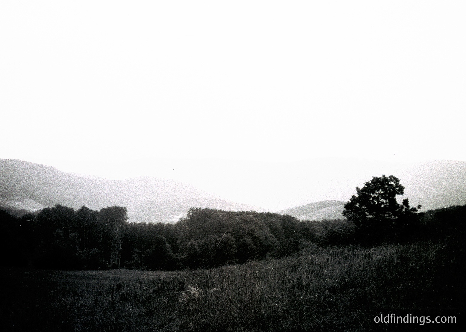 Vintage black-and-white landscape featuring misty, rolling hills and dense forest. Low-angle composition highlights tall reeds in foreground, suggesting a wetland or riverbank. Soft lighting enhances atmospheric depth.