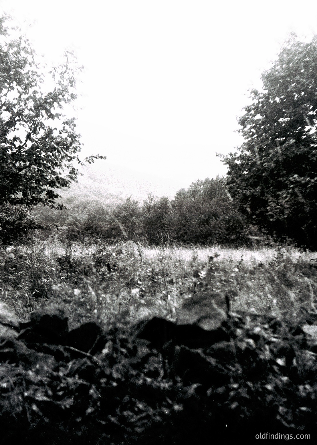 Dense forest undergrowth with fallen branches and ferns framing a misty, open glade. Monochrome tone suggests vintage or artistic filter. Ideal for moody, atmospheric nature photography.
