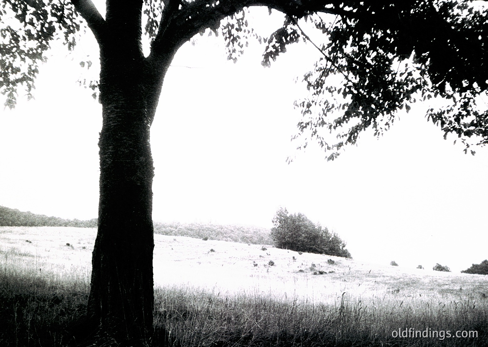 Black-and-white landscape featuring a lone, gnarled tree framing a vast, open meadow with tall grass. Soft, diffused light enhances textures—bark, foliage, and distant horizon. Evokes mid-20th century rural photography.