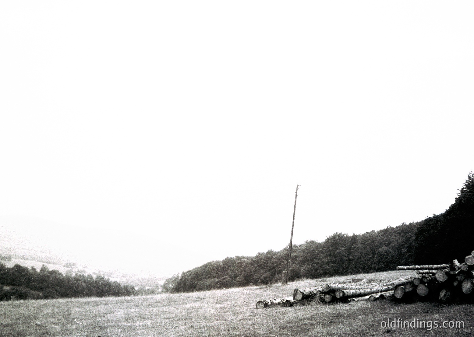 Black-and-white rural landscape featuring a lone wooden pole and stacked logs in an open field. Dense forest line on horizon suggests agricultural or logging activity. Mid-20th century farming scene, likely Eastern Europe.