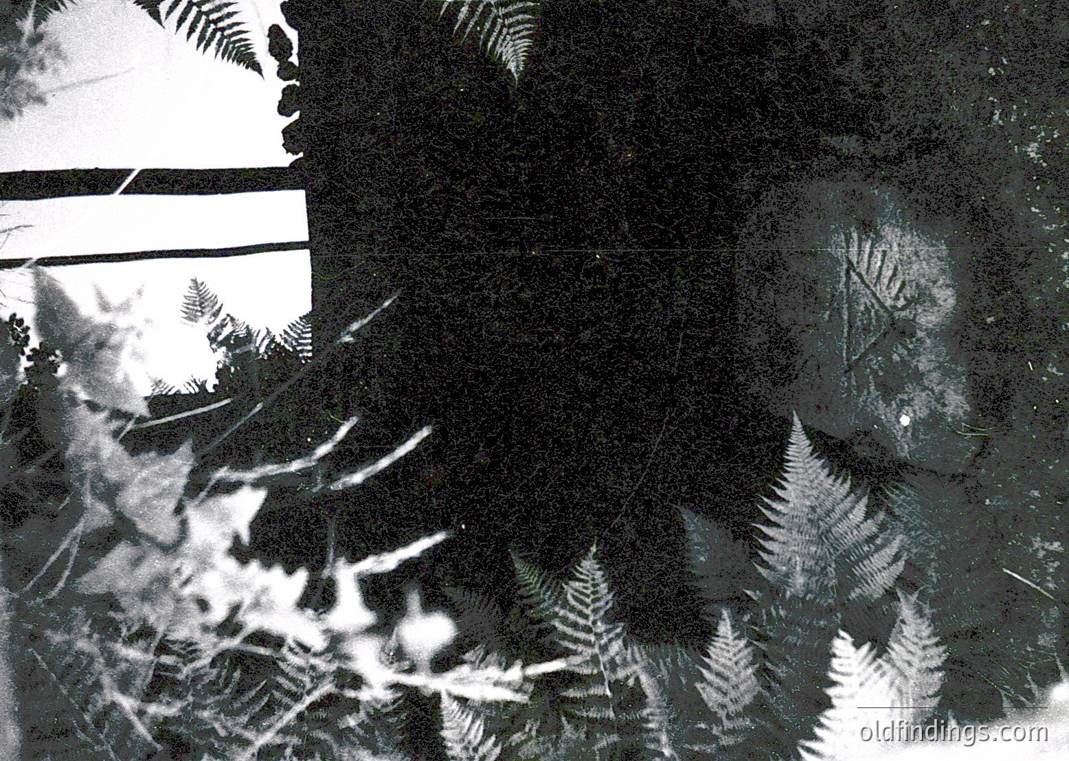 Vintage black-and-white shadow play on textured surface, featuring fern fronds casting intricate patterns. Likely mid-20th century, possibly . Evokes abstract art or botanical studies.