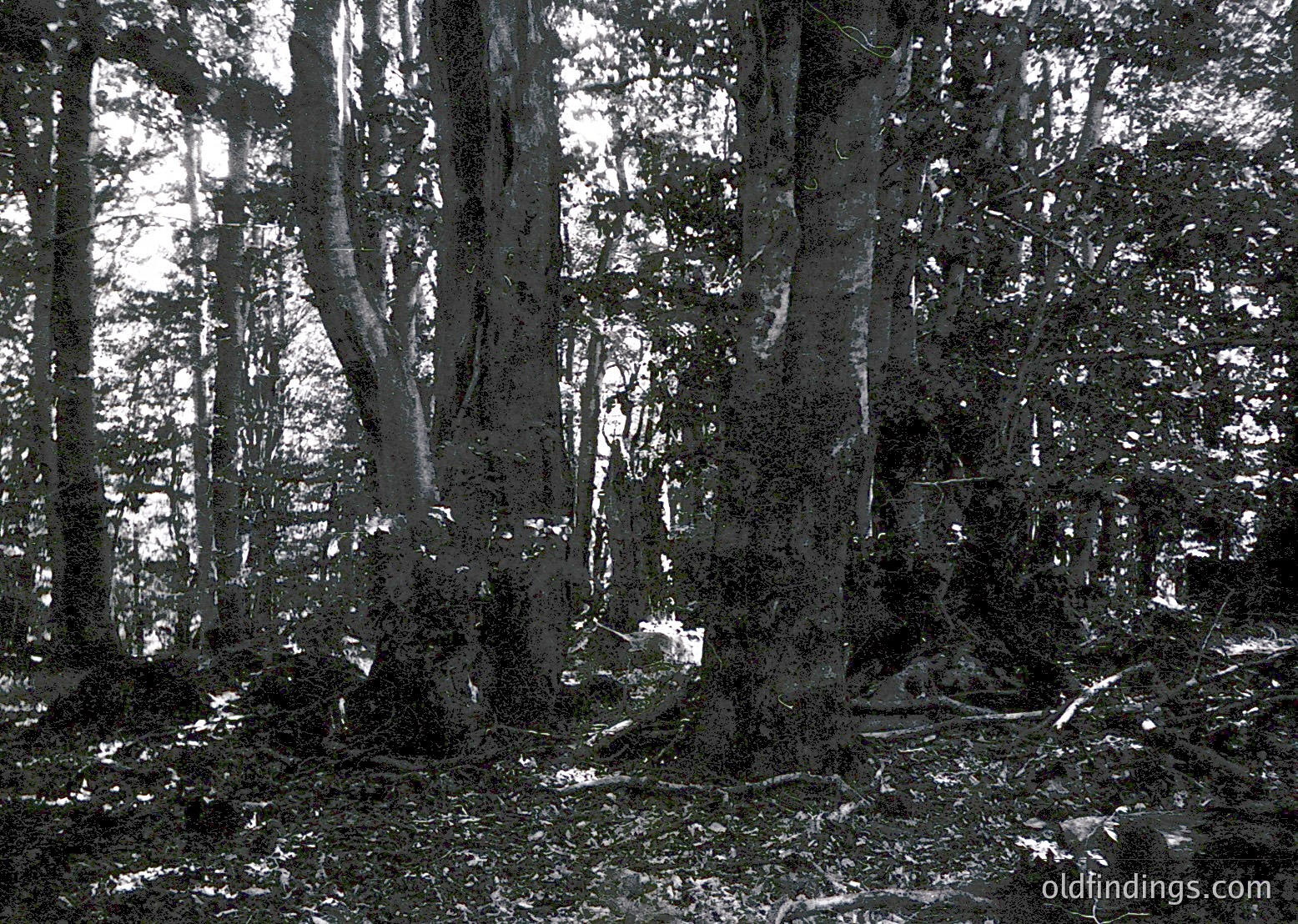 Mature deciduous forest floor with dense tree trunks and fallen branches, captured in monochrome. Sunlight filters through gaps, creating intricate light patterns on mossy ground.