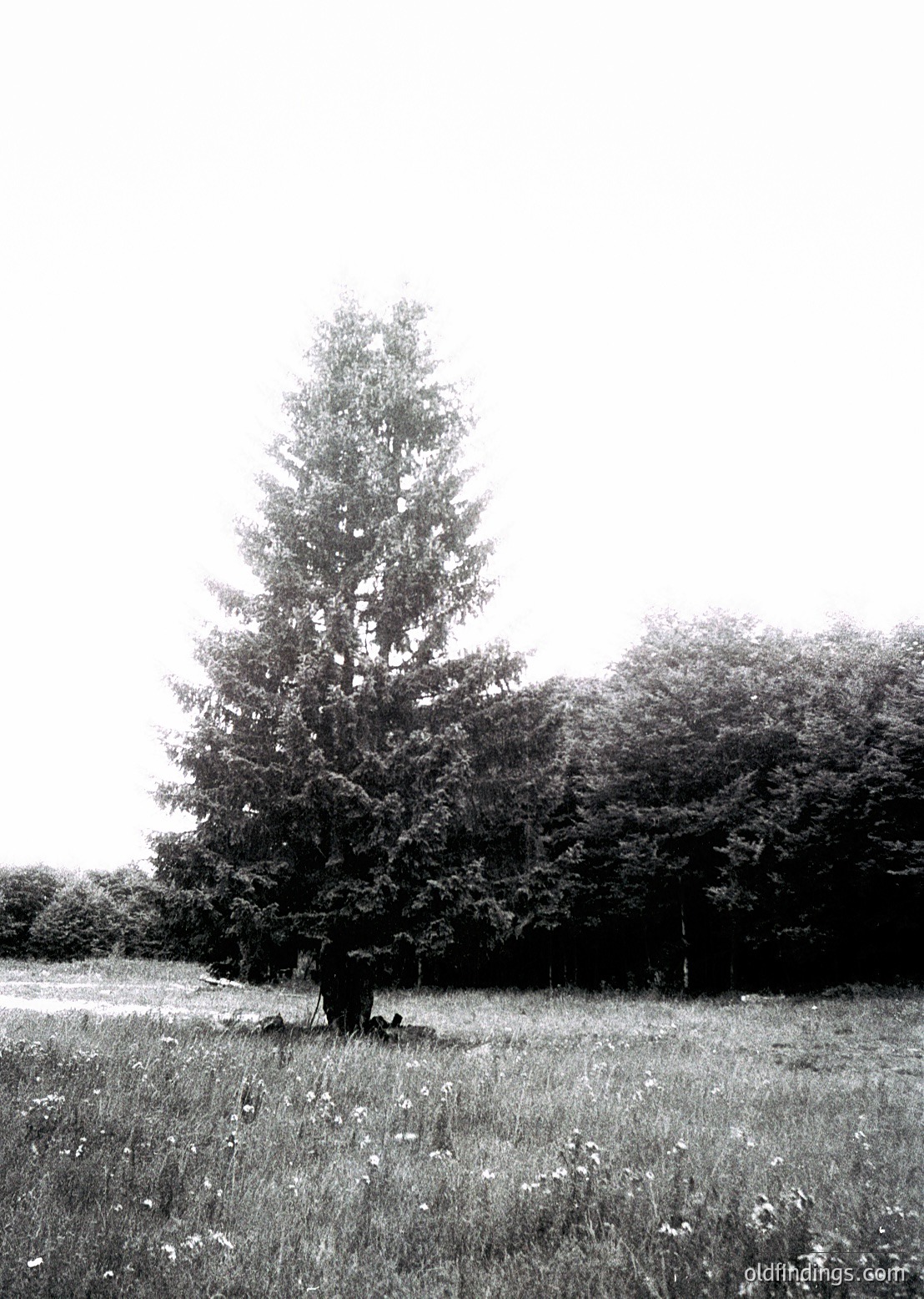 Isolated deciduous tree dominates open grassland, framed by dense forest in background. Black-and-white monochrome captures texture of bark and foliage. Likely mid-20th century due to grain and contrast. Ideal for nature studies, vintage design references, or historical landscape research.