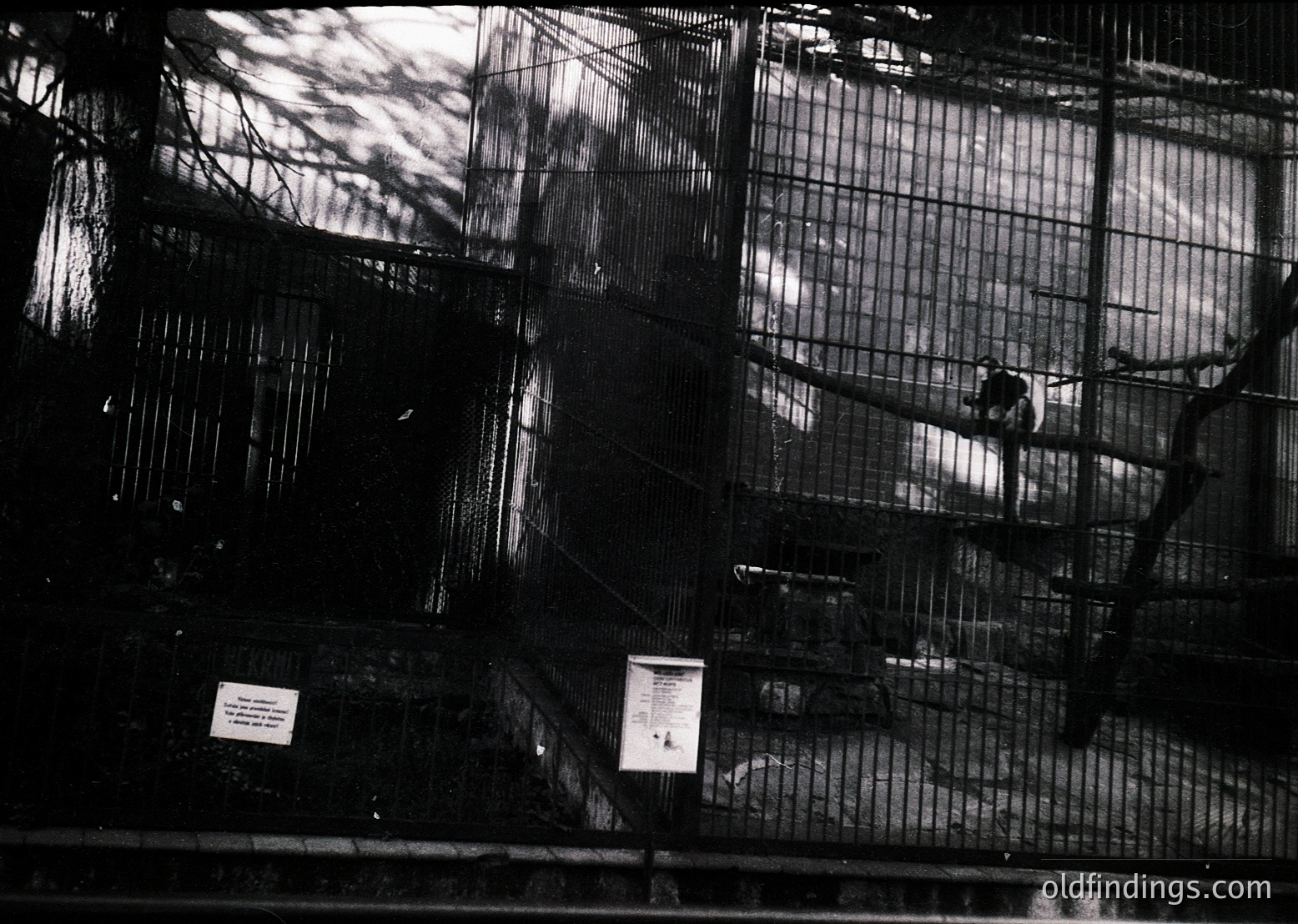 Black-and-white shot of a 1960s-70s zoo enclosure featuring a lone giraffe in a multi-level wire habitat. Informational plaques mounted on the fence detail species facts. Urban industrial architecture visible in background.