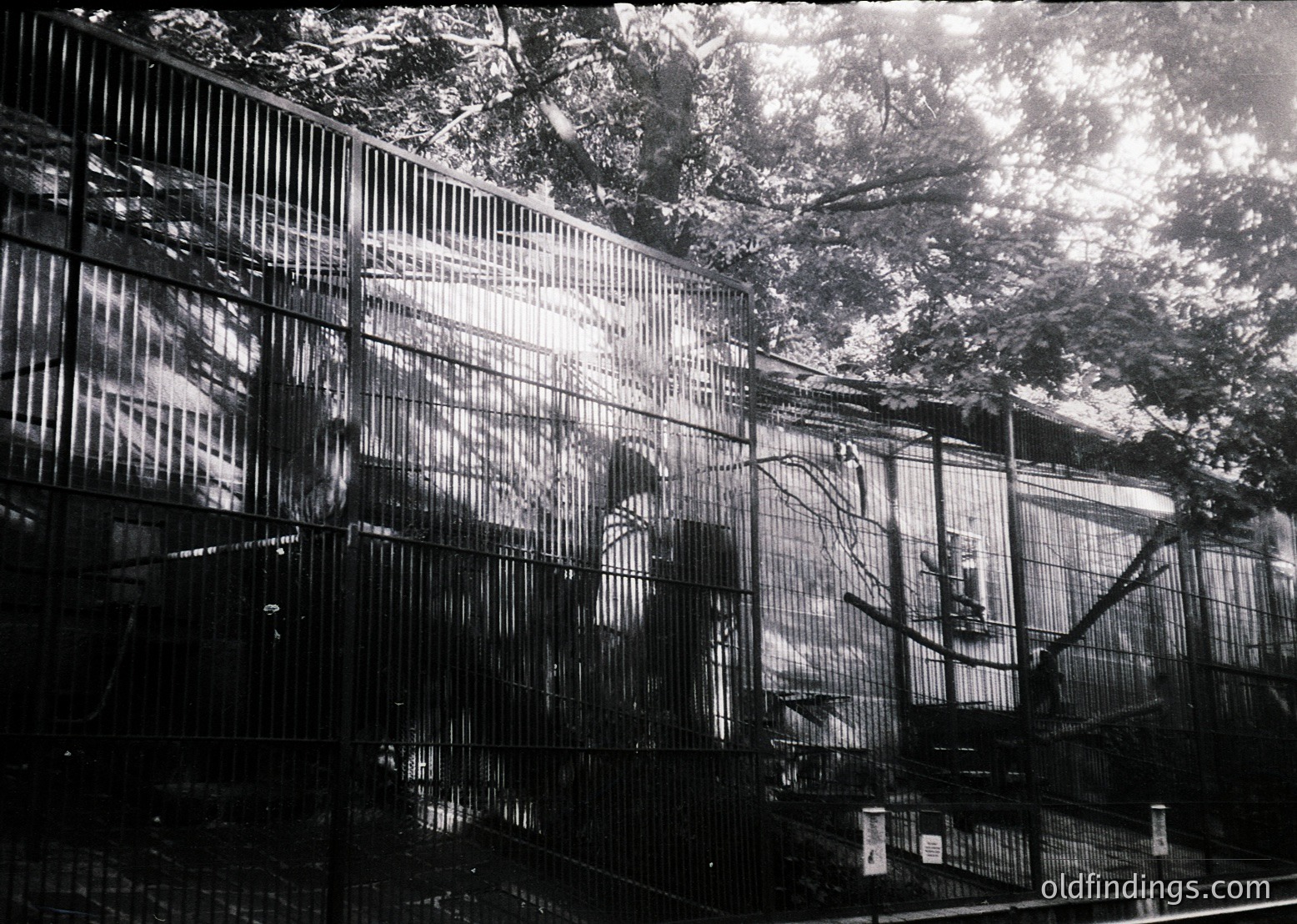Mid-century industrial warehouse with high metal scaffolding and exposed beams. Interior features large, open cages or storage units under natural light filtering through trees. Likely a factory or storage facility from the 1950s–1970s.