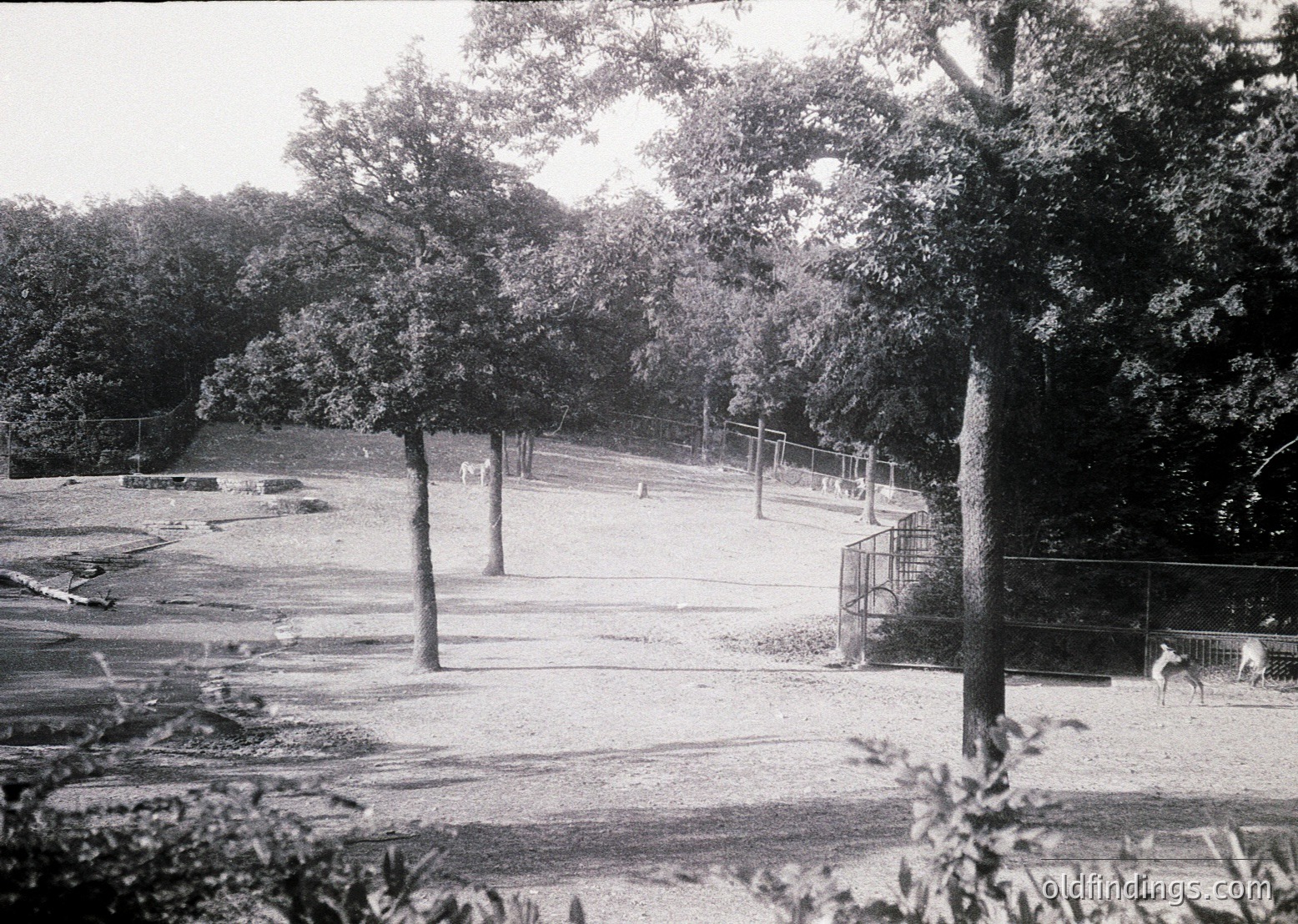 Black-and-white shot of a quiet urban park pathway, flanked by mature trees and metal fencing. Concrete benches and a small paved area with scattered debris suggest under-maintenance. Likely mid-20th century based on architectural style and photographic grain.