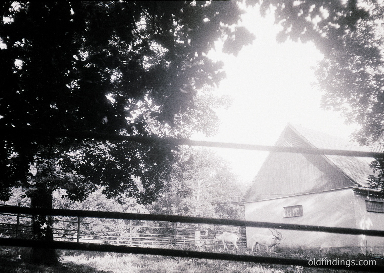 Sunlight filters through dense foliage, illuminating a rustic barn with a peaked roof and wooden fence. Mid-20th century rural architecture, likely European.