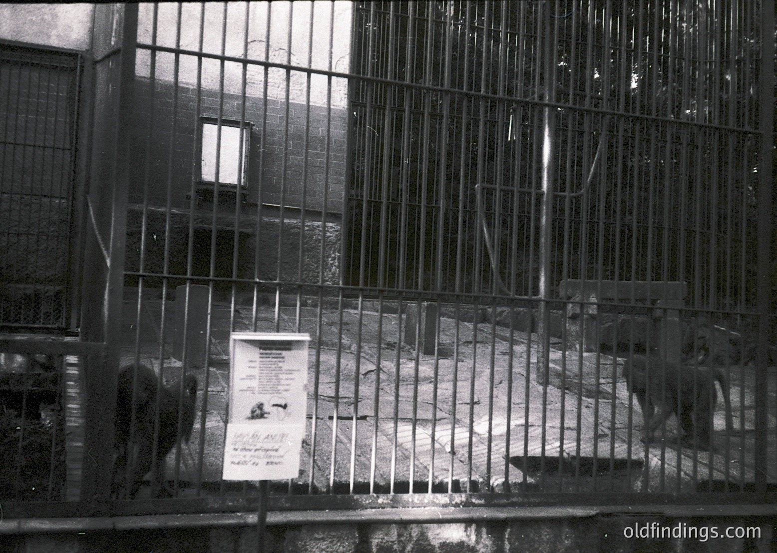 Industrial-era animal enclosure with metal bars and concrete flooring. Poster on fence reads *"Zoo Sofia"* in Cyrillic, suggesting Bulgarian location. Mid-20th century design with minimalist signage. Ideal for historical research on Soviet-era zoos.