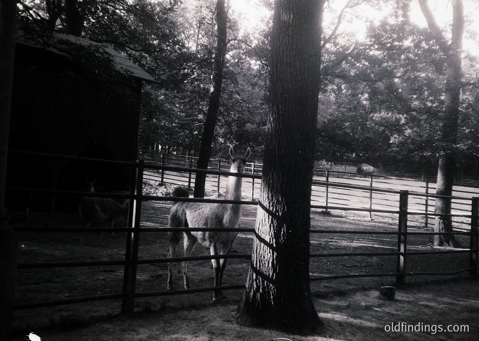 Black-and-white photo of a llama standing near a wooden fence in a shaded enclosure, surrounded by mature trees. The enclosure appears part of a zoo or farm setting, with another animal visible in the background. Mid-20th century vintage style.
