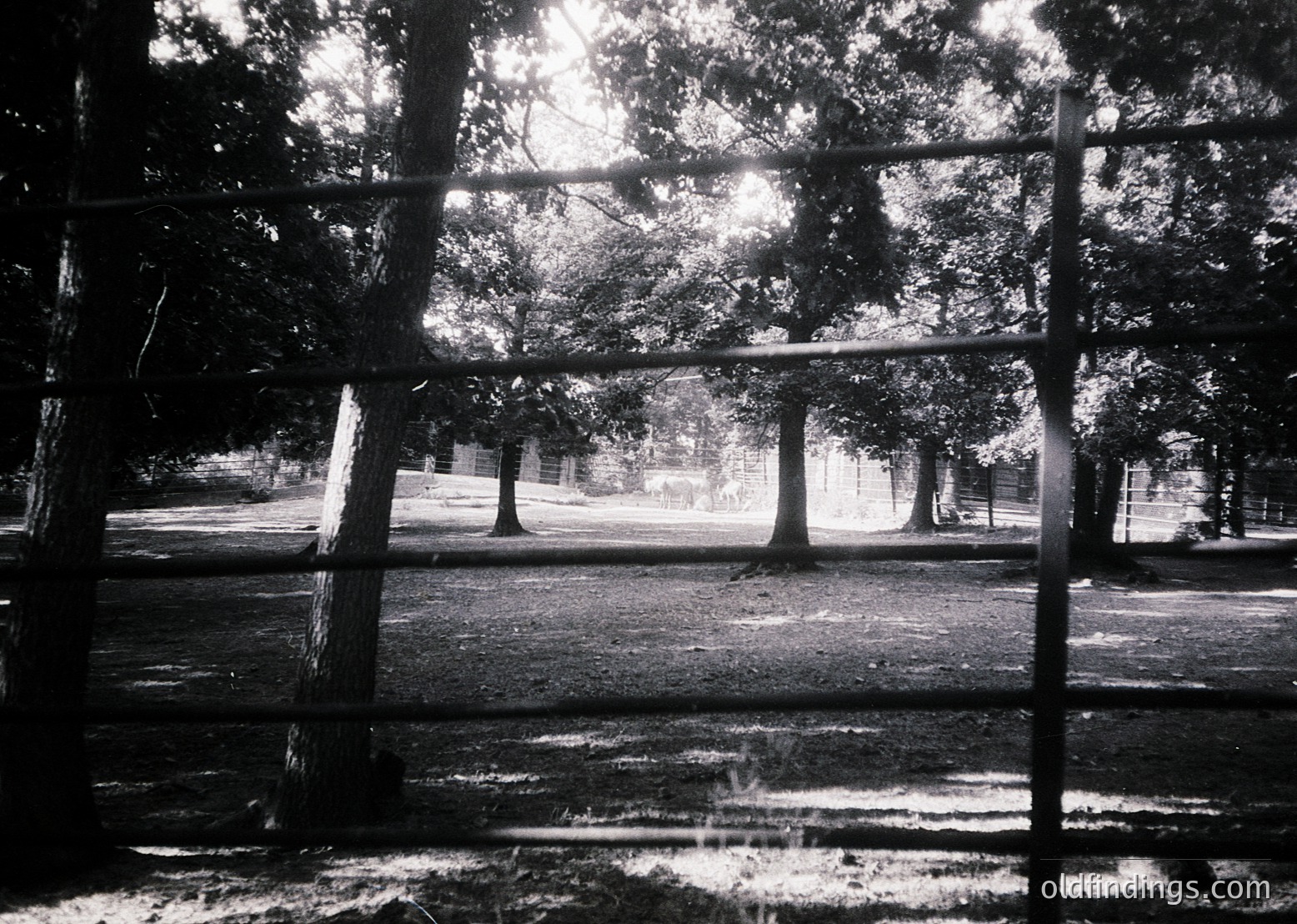 Black-and-white urban scene framed by metal railings, likely from a balcony or elevated platform. Dense tree-lined street below with minimal traffic, suggesting a quiet, possibly residential area. Soft sunlight filtering through leaves creates dappled light patterns. Architectural style hints at mid-20th century European design. Ideal for mood-driven stock or historical urban research.