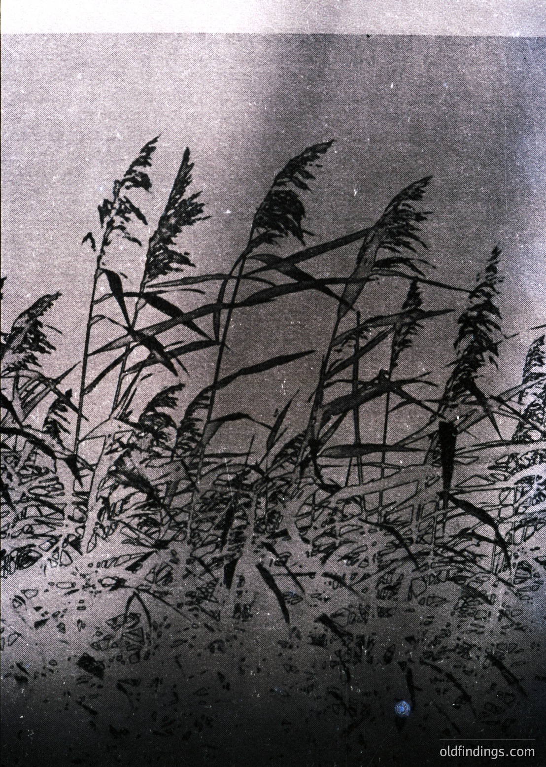 Vintage sepia-toned wetland scene with tall reeds and grasses bent by wind, likely captured via early photography. Reflections and shadows create intricate patterns on water.