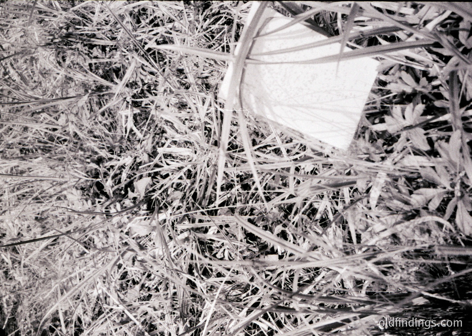 Close-up of frost-covered reeds and grass in winter, forming intricate crystalline patterns. The delicate ice structures suggest a cold, early morning scene. Likely taken in a temperate or cold climate region.