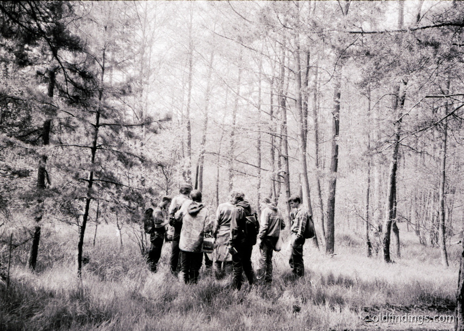 Group of hikers in dense forest, mid-20th century. Tall pine trees frame the scene, with dry grass underfoot. Clothing suggests outdoor activity, likely –. Ideal for nature, travel, or historical research.