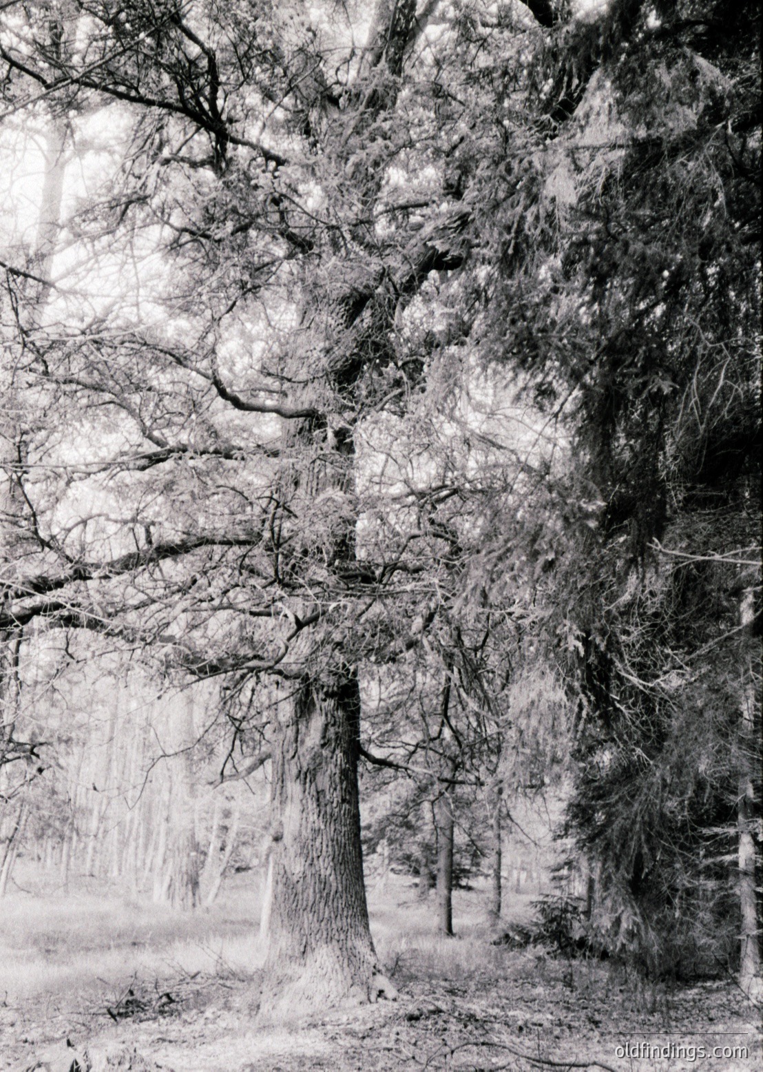 Vintage black-and-white forest scene featuring a dominant, leafless tree trunk with intricate bark texture and sprawling branches. Sunlight filters through gaps, casting sharp shadows on the forest floor. Likely autumn/winter setting.