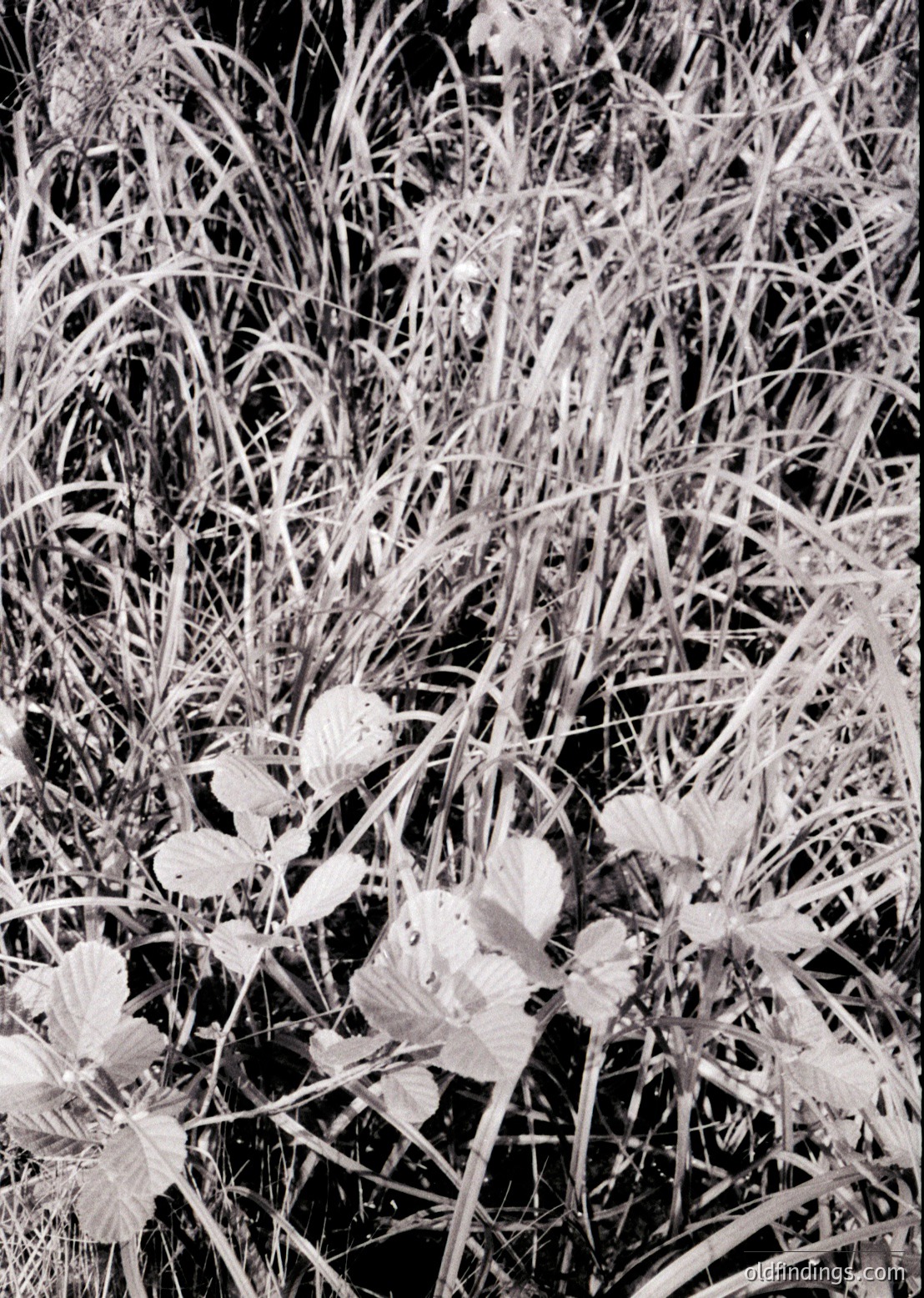 Close-up of delicate white dandelions blooming through tall, dry grasses in monochrome. Natural light enhances texture and contrast. Ideal for botanical studies or vintage-inspired design references.