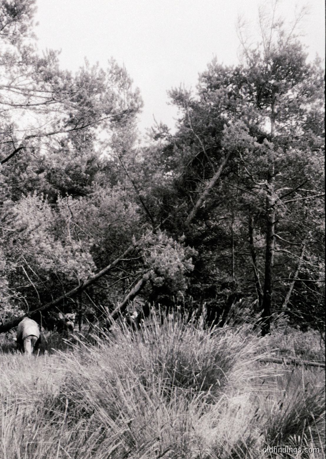 Black-and-white forest scene featuring a lone sheep grazing among tall grasses and fallen branches. Dense pine trees dominate the background, creating a natural canopy. Likely rural European setting, mid-20th century.