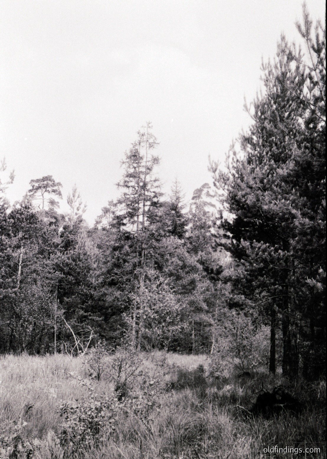 Tall, dense coniferous forest with sparse underbrush, captured in monochrome. Sunlight filters through the canopy, creating dappled shadows on the ground. Likely a temperate climate zone, possibly or . Mid-20th century style due to grainy texture. Ideal for nature, travel, or historical research.