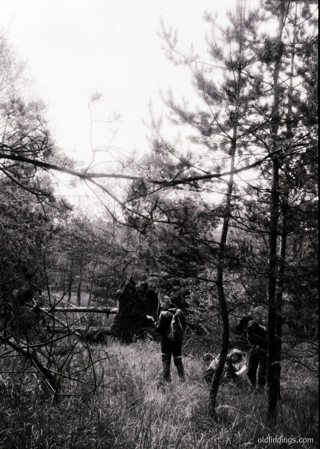 Black-and-white forest scene showing three hikers on a narrow, overgrown trail. Dense pine trees frame the path, with one fallen tree partially blocking the way. Hikers wear backpacks and casual outdoor gear, suggesting mid-20th century hiking culture.
