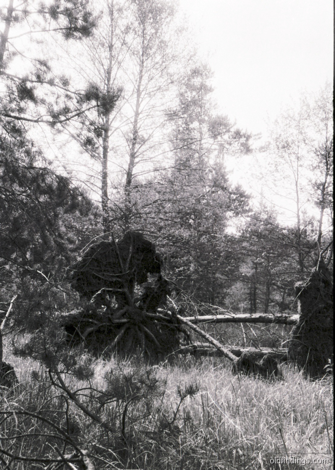 Monochrome forest scene featuring fallen pine branches and trunks amid tall grass. Dense coniferous trees frame the background, creating a natural archway. High-contrast lighting suggests early morning or late afternoon. Ideal for nature, landscape, and environmental studies.