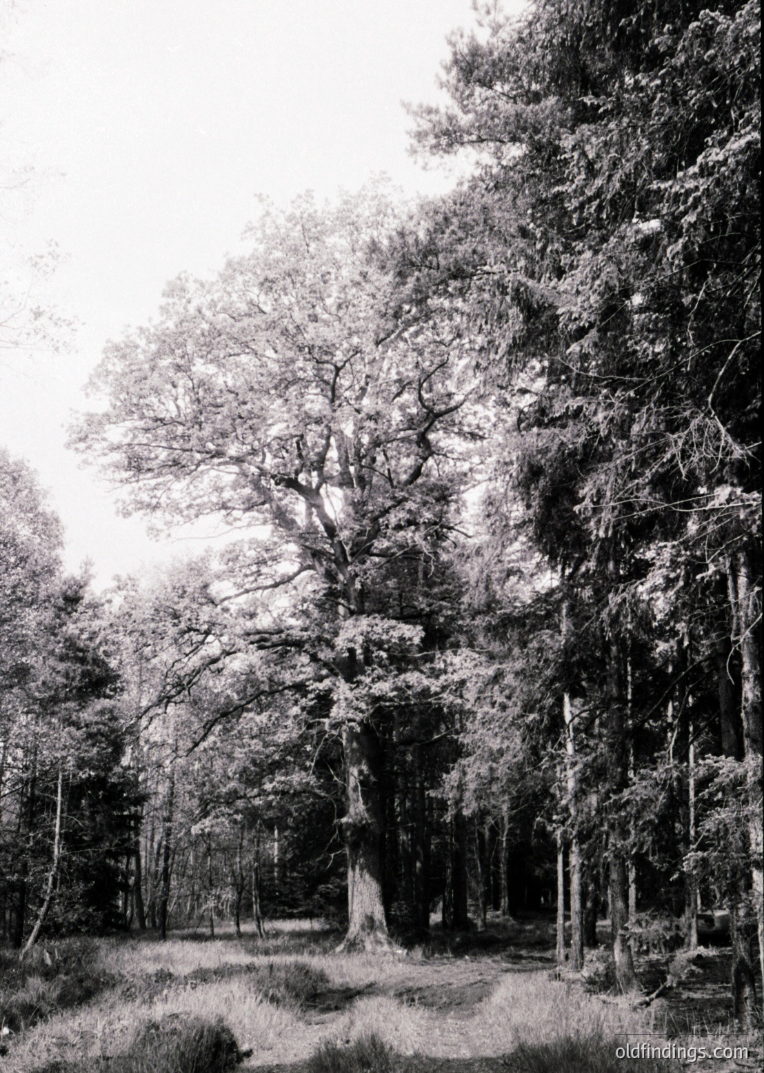 Dense forest path flanked by mature deciduous trees, likely oaks, with gnarled trunks and sparse underbrush. Soft, diffused lighting suggests overcast conditions.