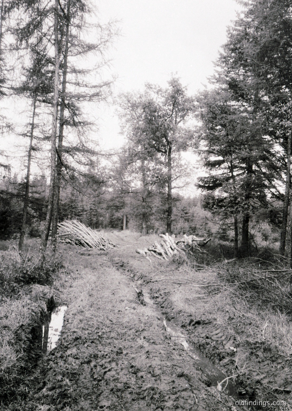 Forest path cleared for logging, lined with stacked lumber. Dense coniferous trees frame the scene, suggesting a mid-20th century industrial forestry operation.