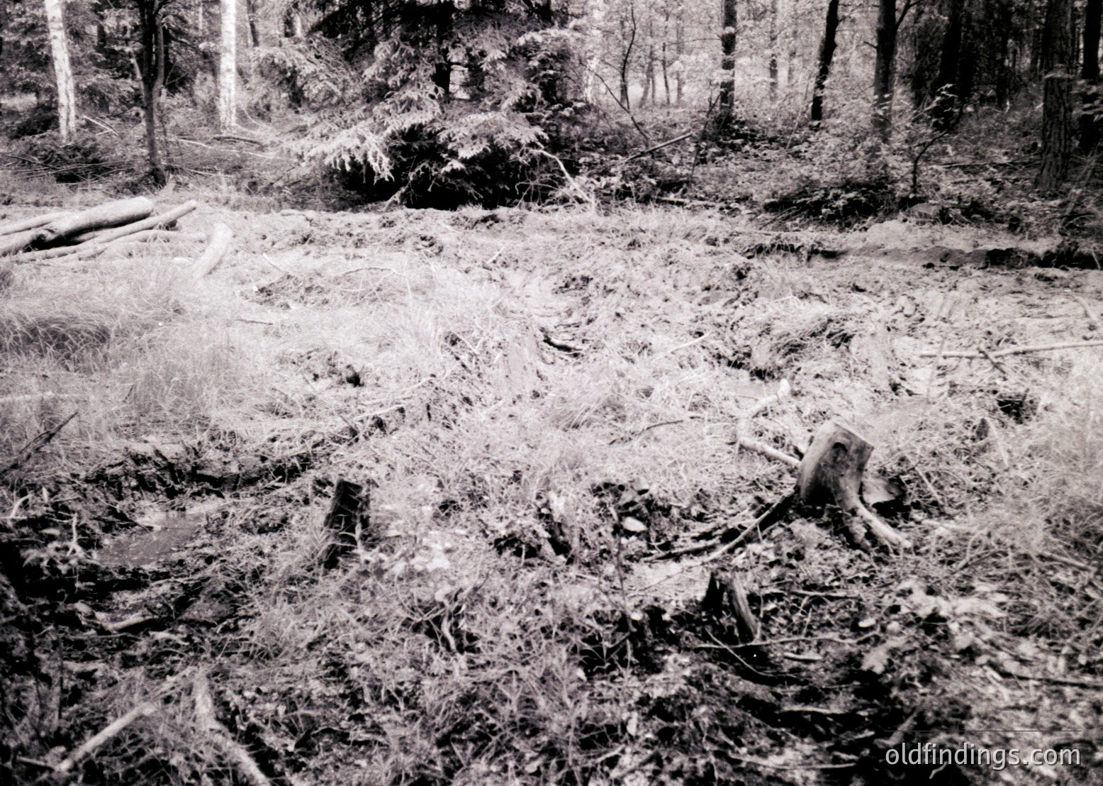 Black-and-white forest scene showing storm damage: fallen trees and branches litter a clearing, with dense undergrowth and standing trees in the background. Likely post-1940s due to monochrome style.