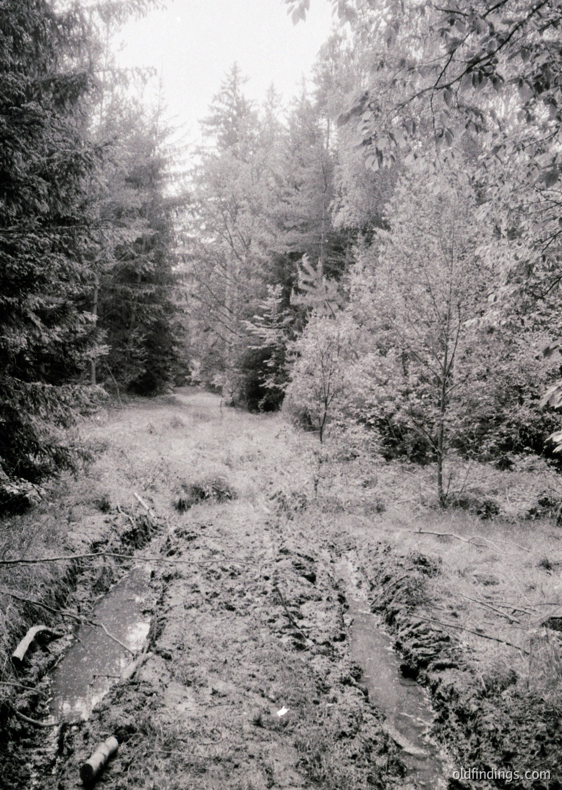 Dense forest path blanketed in snow, flanked by coniferous trees and fallen branches. Monochromatic winter landscape with muted textures and light filtering through branches.