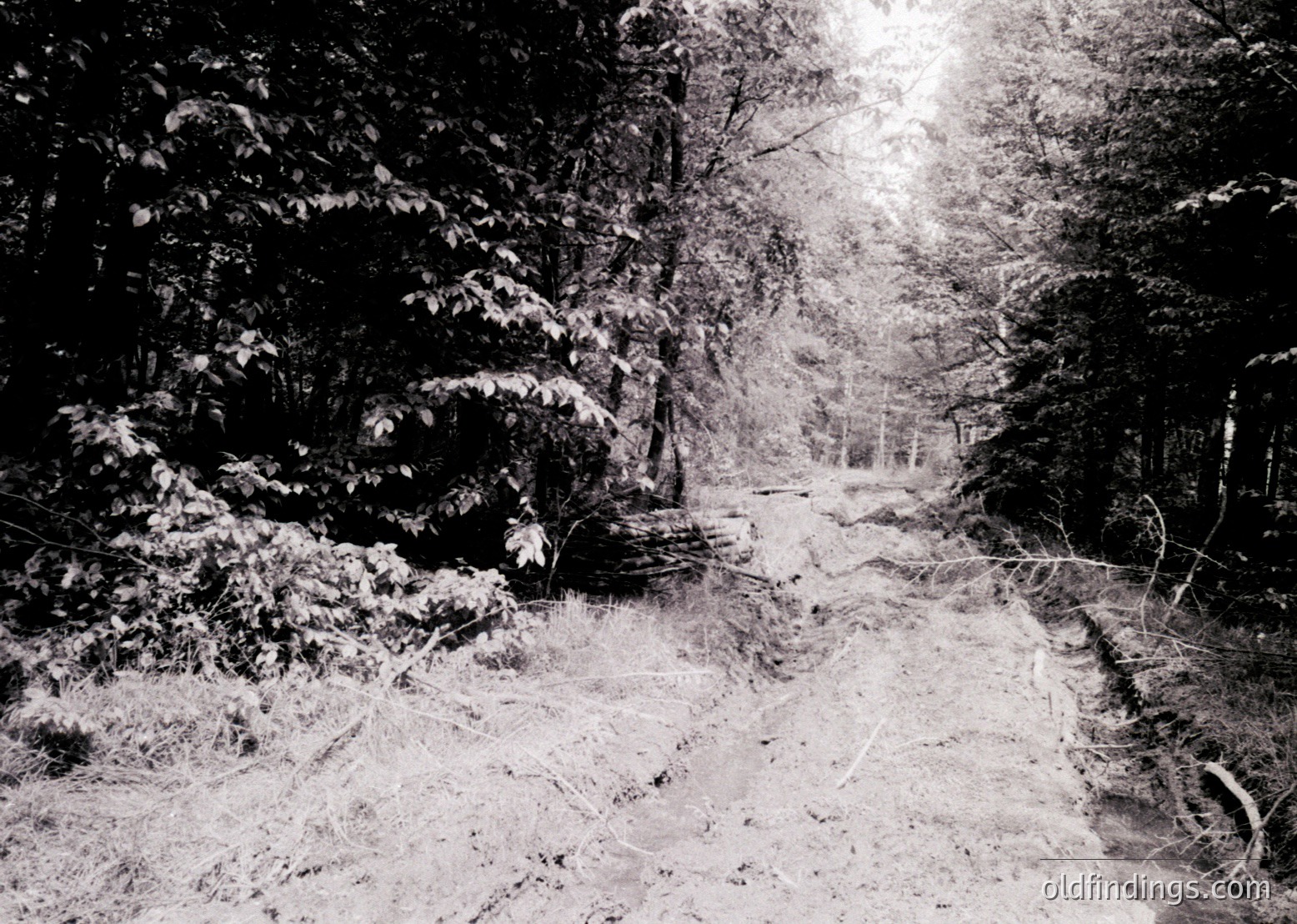 Snow-covered forest path flanked by dense evergreens, leading into a sunlit clearing. High-contrast monochrome style suggests vintage or artistic processing. Ideal for nature, travel, or editorial use.