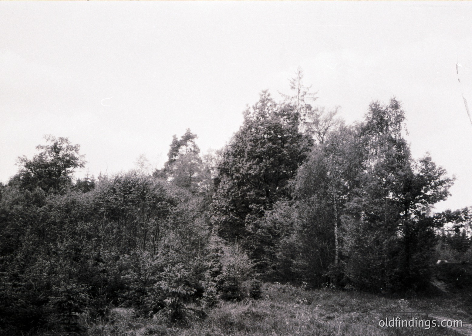 Black-and-white forest scene with dense coniferous and deciduous trees, likely mid-20th century. Overgrown foliage dominates the frame, suggesting a rural or undeveloped area. Soft focus and grainy texture indicate vintage photography.