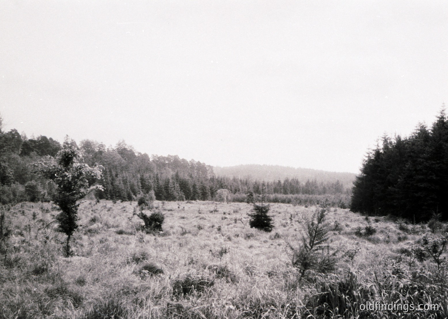 Vast, open grassland framed by dense forest edges under overcast skies. Likely a mid-20th century rural landscape, possibly Eastern Europe.