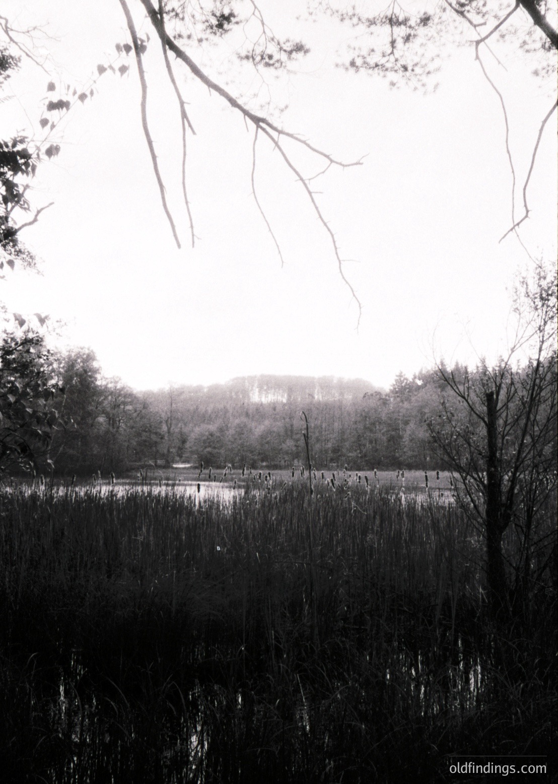 Misty wetland scene with leafless trees framing foreground reeds and a distant, partially obscured building. Monochrome palette enhances atmospheric depth. Likely autumn/winter setting.