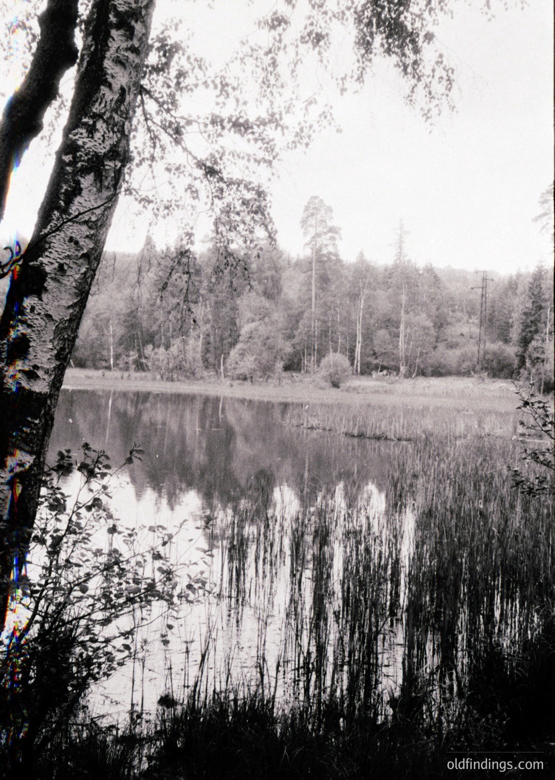 Black-and-white reflection shot of a serene wetland with reeds and birch trees framing the frame. Symmetrical mirroring creates a tranquil, almost surreal effect. Likely early-to-mid 20th century based on monochrome style. Ideal for nature, landscape, and vintage stock photography.