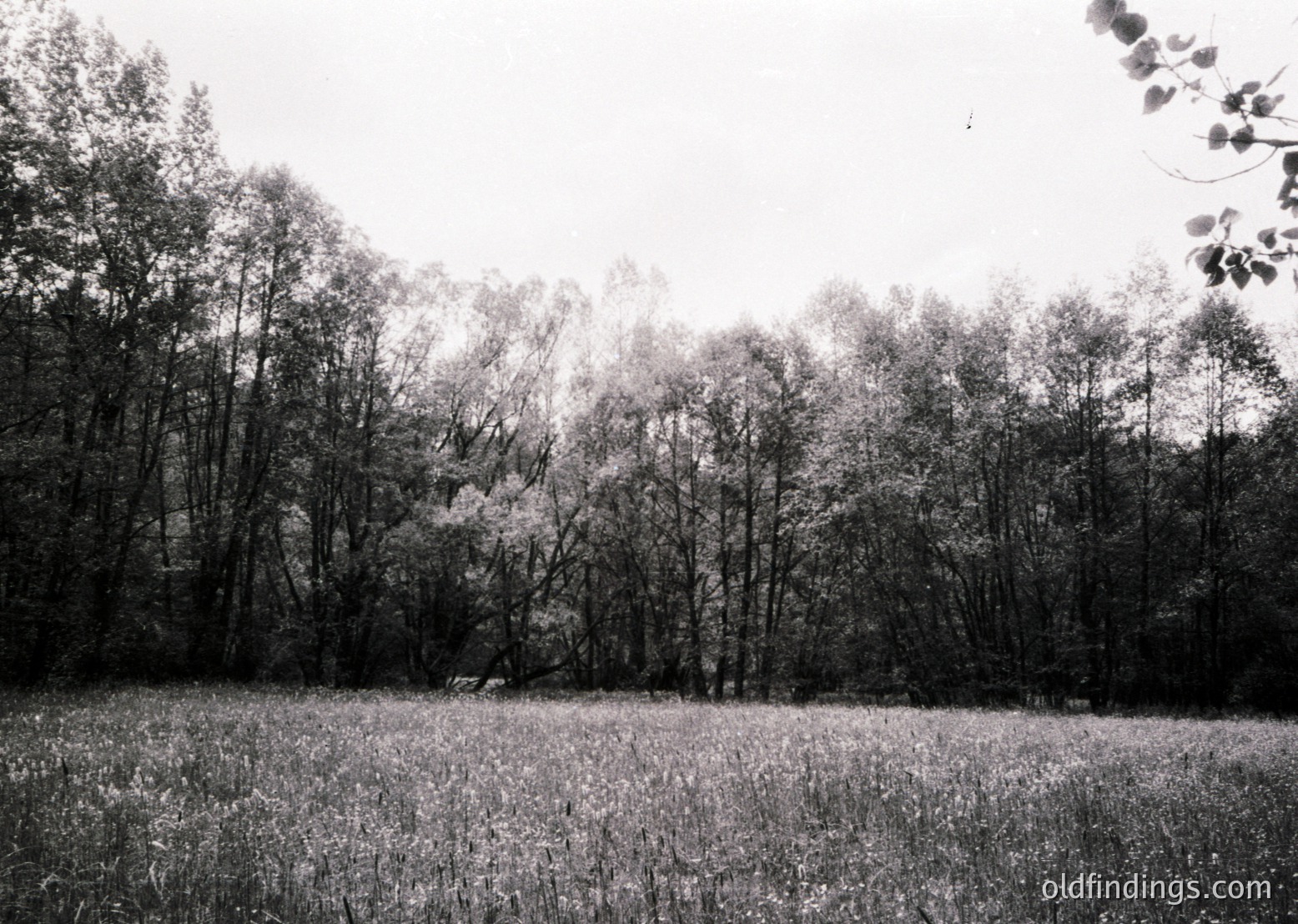 Dense forest edge with open meadow foreground, captured in high-contrast black-and-white. Tall, leafless trees frame a misty, hazy background, suggesting early/late season. Minimal human presence—one faint figure near center.