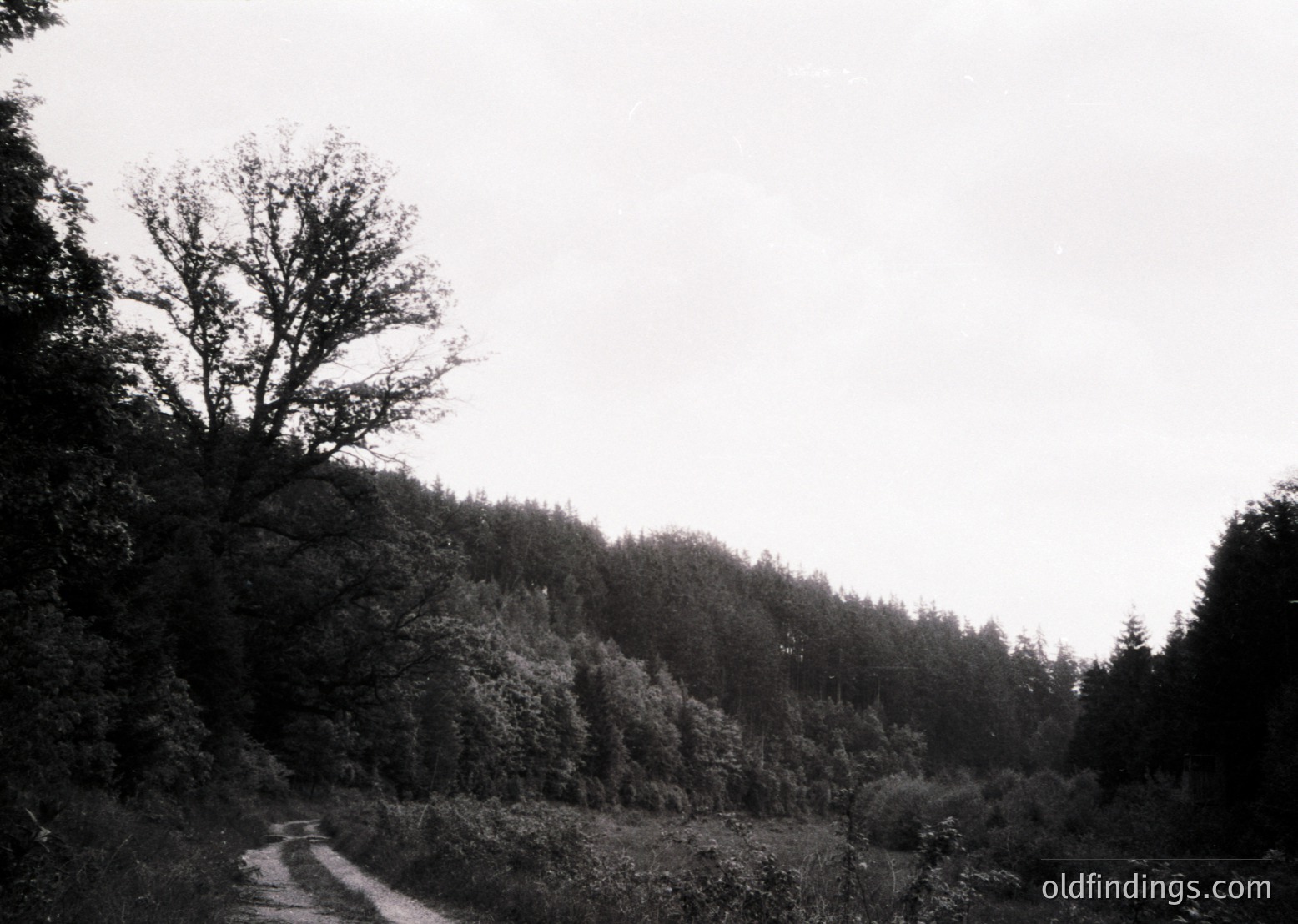 Black-and-white forest scene featuring a winding dirt road through dense woodland. Tall trees dominate both sides, with sparse undergrowth. Overcast sky enhances moody, timeless atmosphere. Likely mid-20th century based on monochrome style.