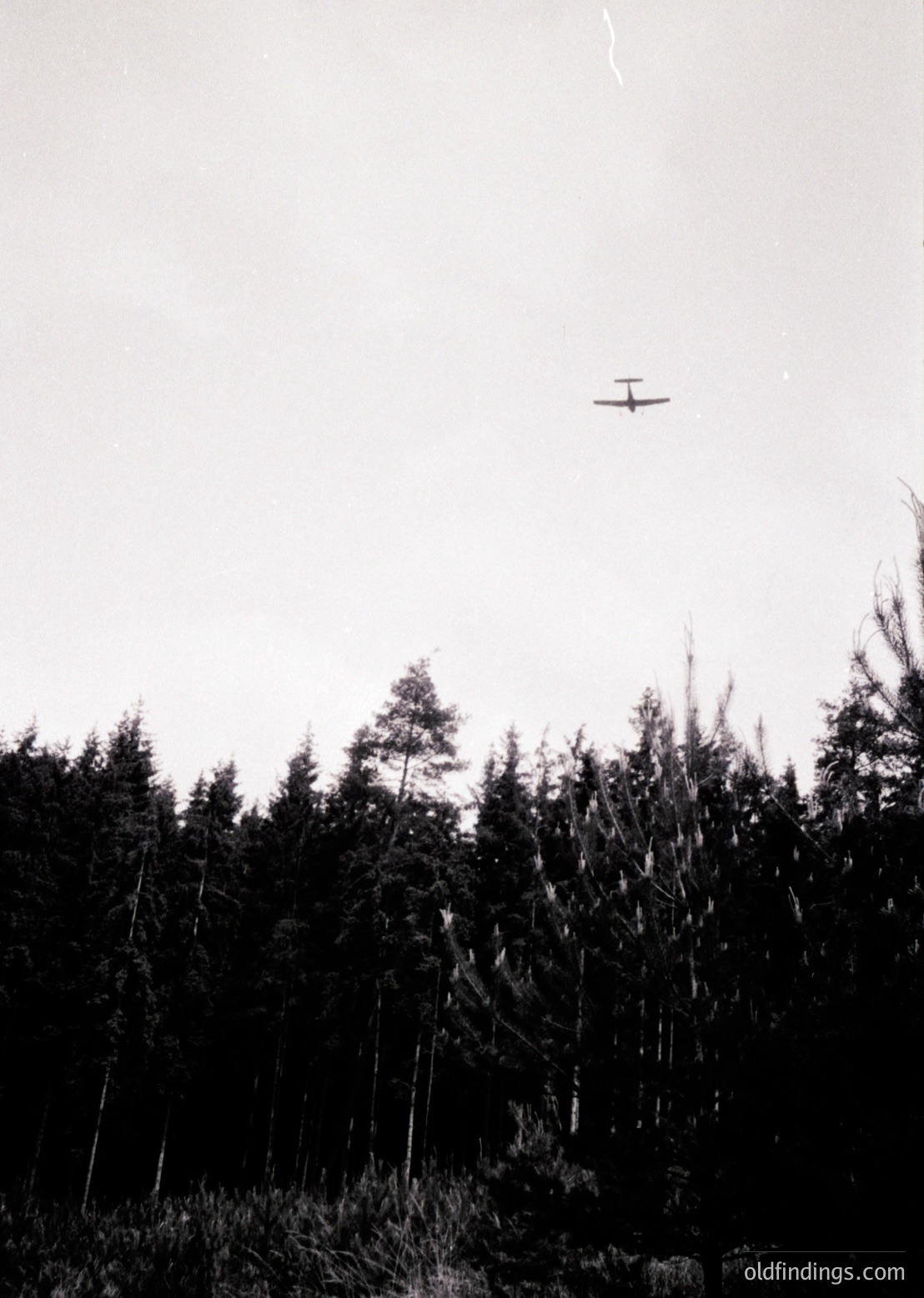 Single-engine biplane flying above dense coniferous forest, mid-20th century. High-contrast black-and-white composition highlights aircraft silhouette against overcast sky.
