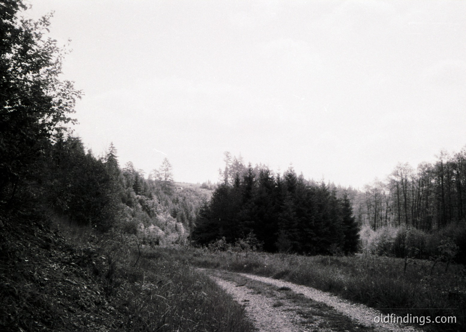 Dense forest path winding through untouched woodland, framed by tall evergreens and deciduous trees. Overgrown grass and minimal human presence suggest isolation. Black-and-white vintage aesthetic, likely mid-20th century. Ideal for historical research or nature-themed stock imagery.