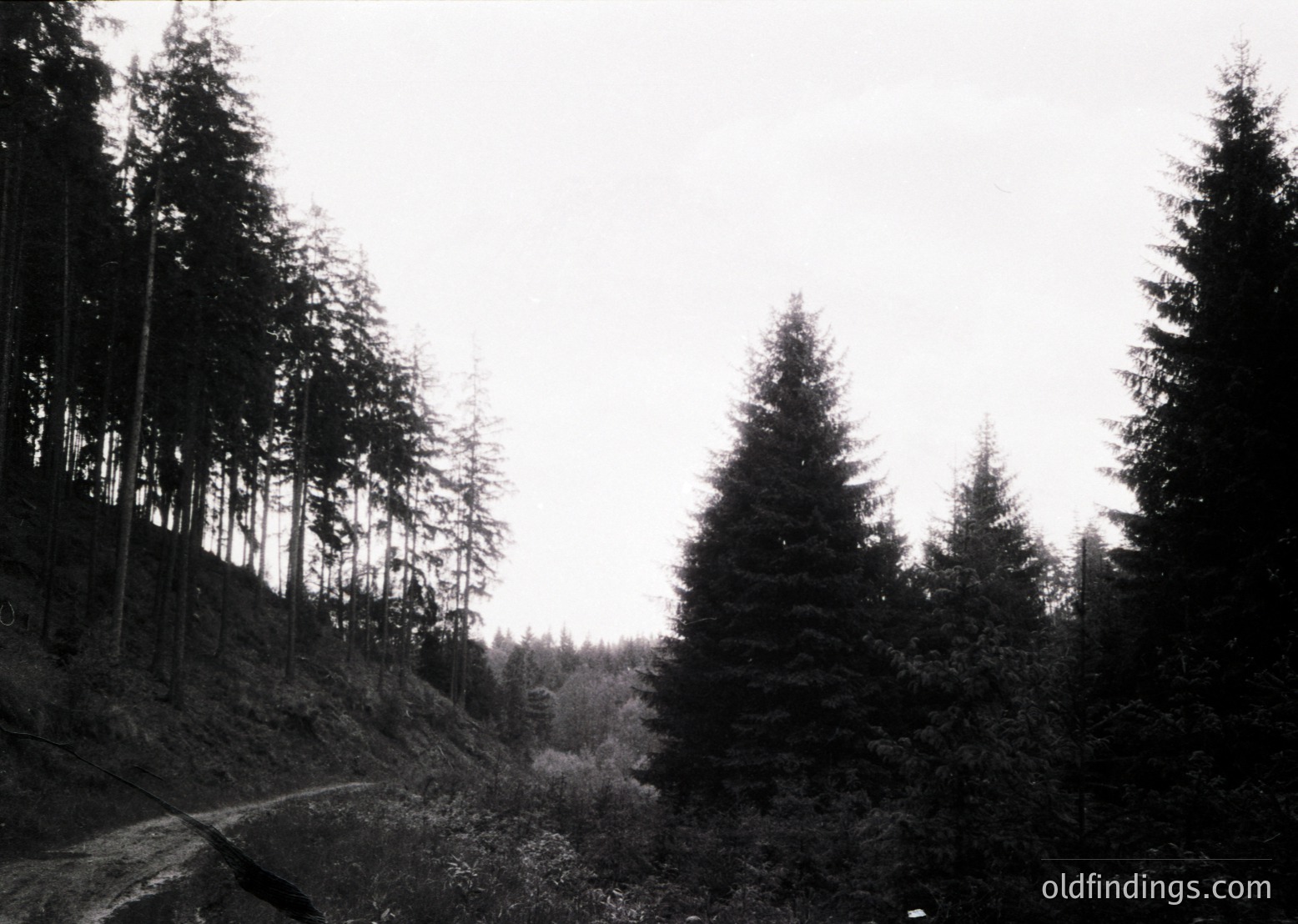Monochrome forest scene featuring dense coniferous trees on a sloped terrain, likely early 20th century. Path winds through rocky, uneven ground under overcast skies.