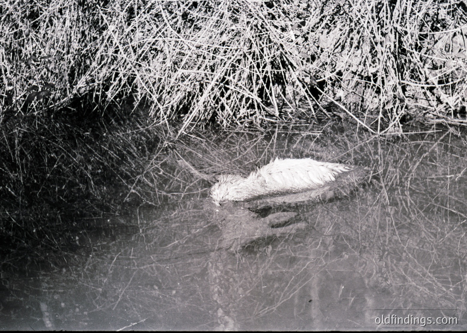 Close-up of a vintage black-and-white photo showing a hand holding a small, smooth, oval stone or shell on a textured, fibrous surface. The fibrous material resembles dried reeds or plant fibers, possibly used for basketry or craftwork. The composition suggests a natural or rural setting, likely from the mid-20th century.