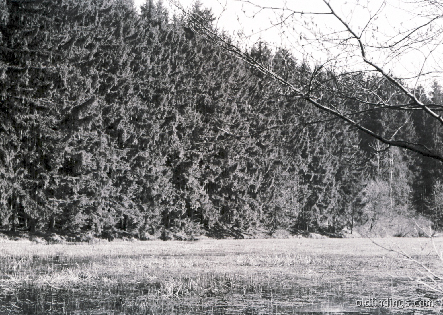 Winter forest scene with snow-laden evergreens and frozen grass. Monochrome, high-contrast composition emphasizing texture and light. Likely mid-20th century based on photographic style.