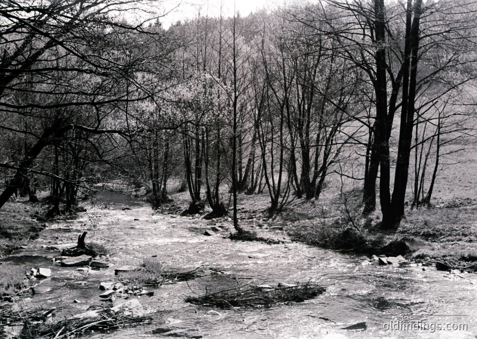 Black-and-white forest scene featuring a shallow, rocky stream winding through leafless trees, likely late autumn/winter. Dense tree trunks and branches dominate the composition, with sparse undergrowth. The path appears unpaved, suggesting a rural or wilderness setting.